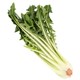 CATALOGNA SFUSA FRESCA